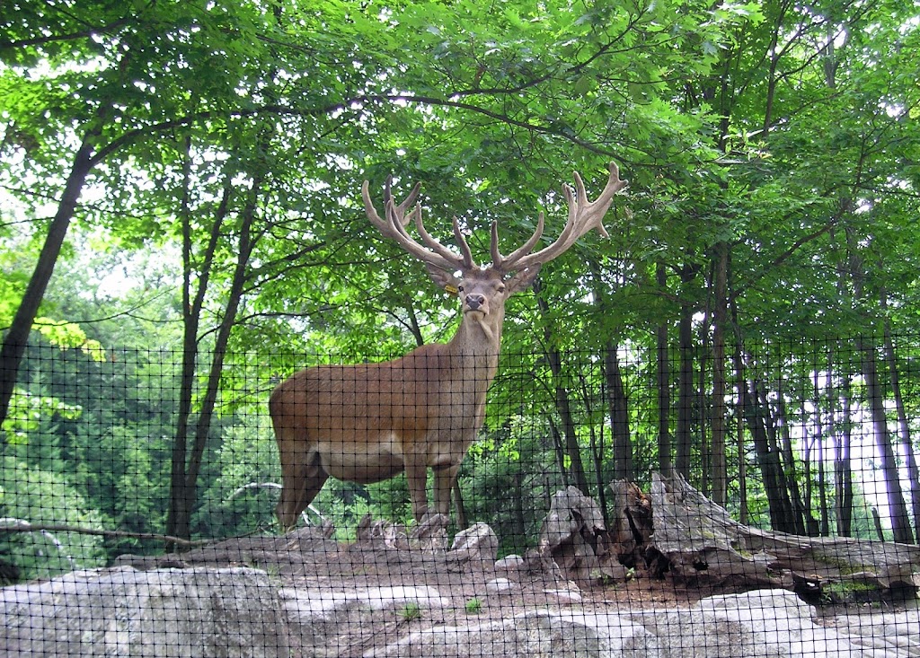 Deer Fence Canada Inc. | 2470 Dunrobin Rd, Dunrobin, ON K0A 1T0, Canada | Phone: (866) 914-3337