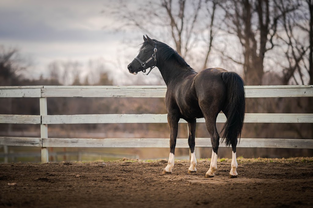 Pikturesque Farm | 1545 Rideau Ferry Rd, Perth, ON K7H 3C7, Canada | Phone: (613) 264-8187