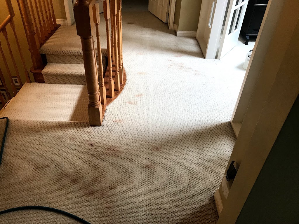 A Magic Clean Rug & Furniture Cleaning 37 Taplane Dr, Markham, ON L3S