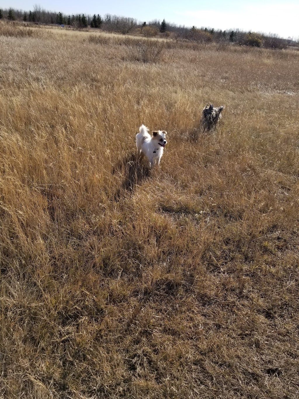 K9 Off-Leash Dog Park | Leduc, AB T9E 3C3, Canada | Phone: (780) 980-7166