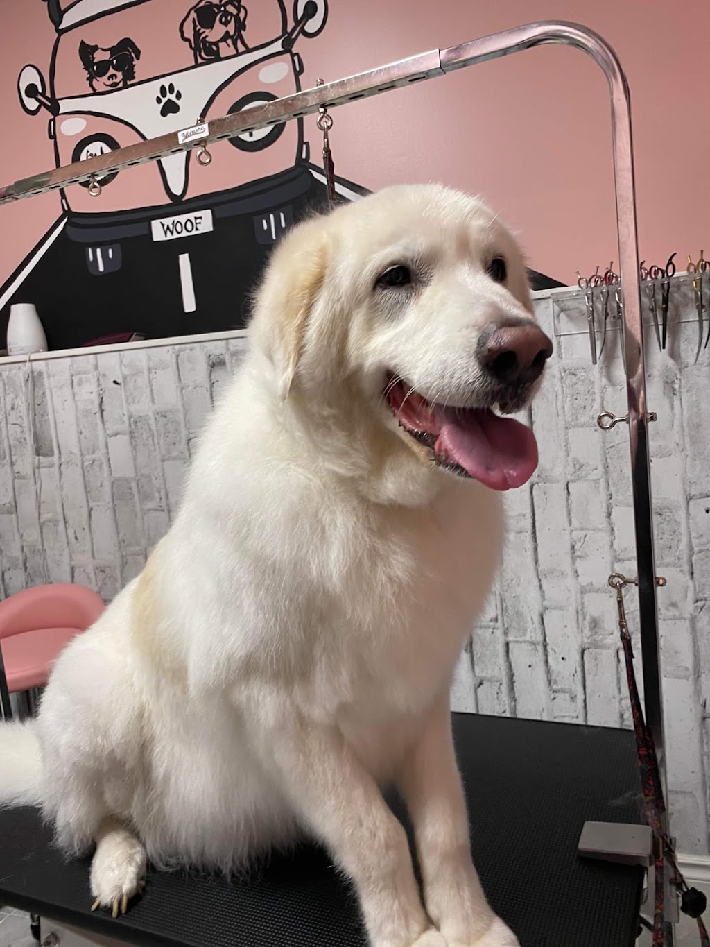 Studs & Divas Pet Salon | 237 Coverdale Rd NE, Calgary, AB T3K 4J6, Canada | Phone: (403) 615-9067