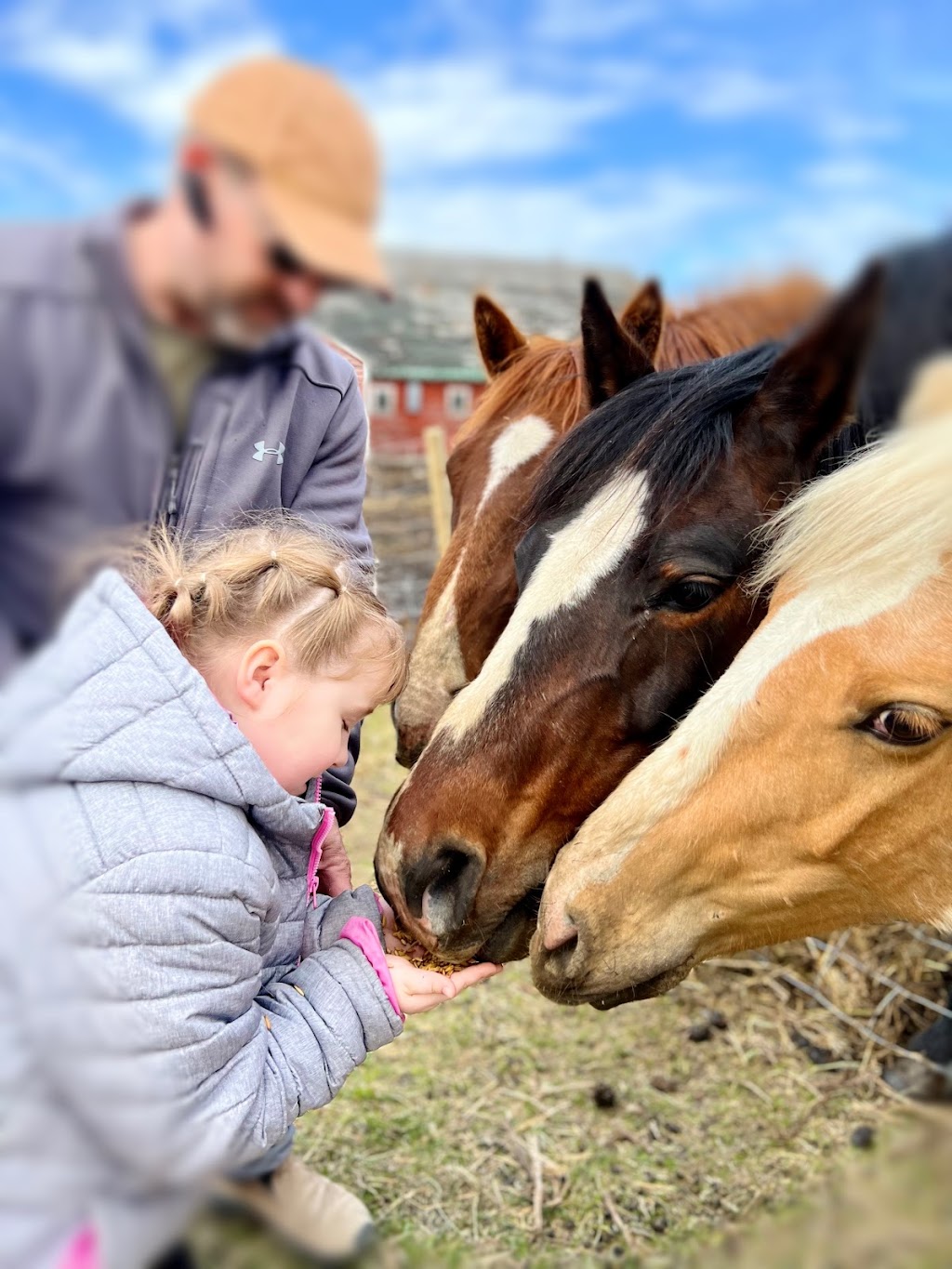 Boomers Funny Farm | 18064 Gimli Park Rd, Aspen Park, MB R0C 1B0, Canada | Phone: (204) 891-0211