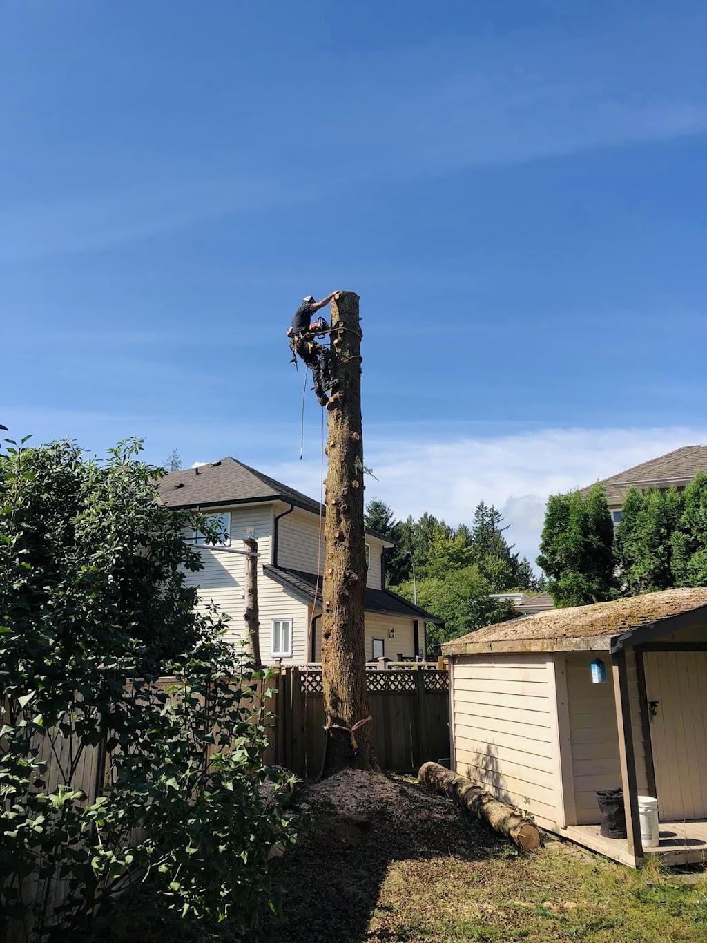 Trapp Arborist Services | 7321 Halifax St #1106, Burnaby, BC V5A 4R5, Canada | Phone: (604) 700-9030