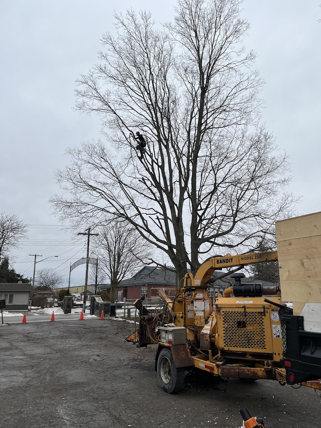 Defender Tree Service Ltd | 40385 Hensall Rd, Hensall, ON N0M 1X0, Canada | Phone: (226) 921-4986