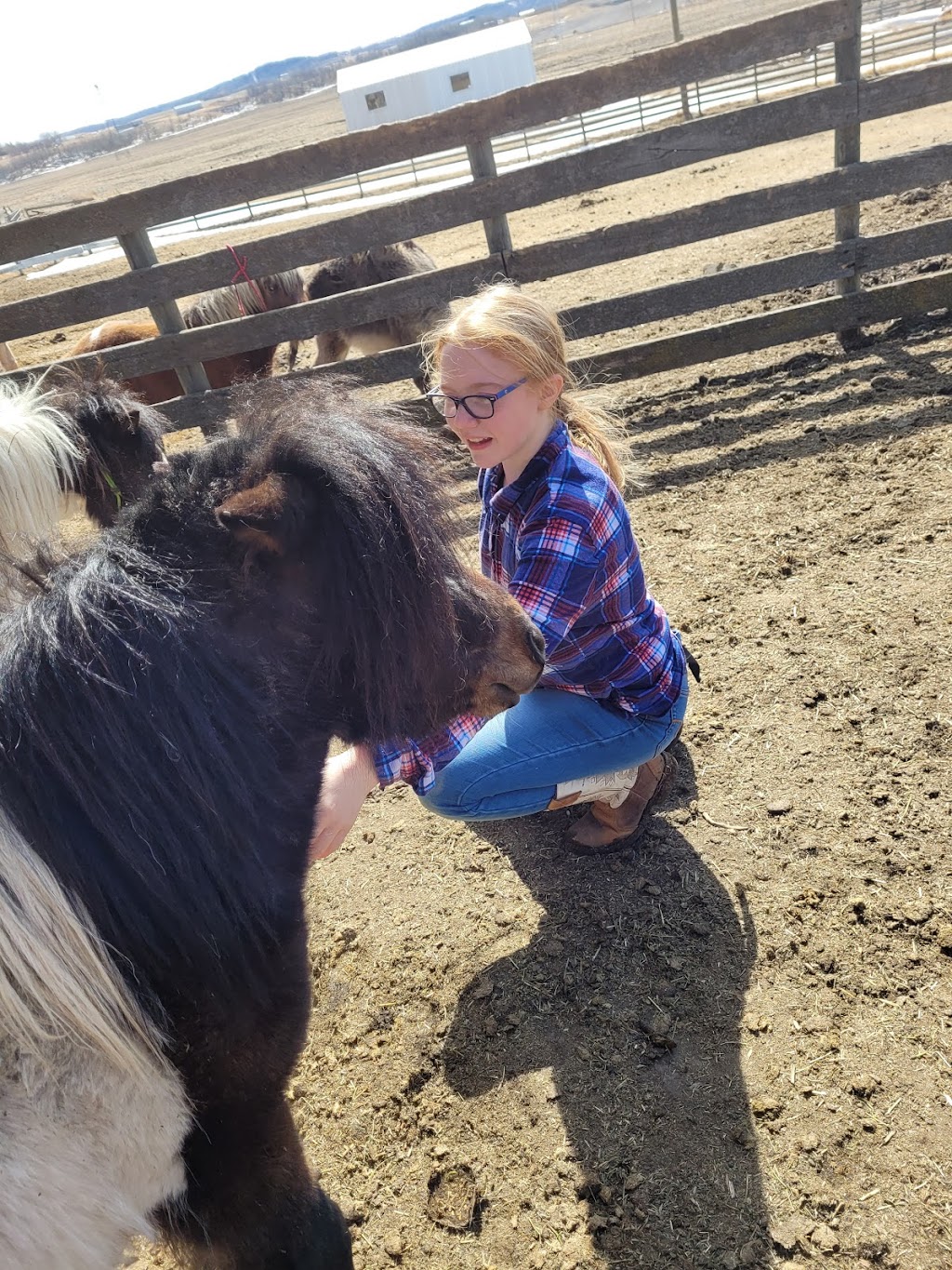 Sisters Horse Treats | 25531, Township Rd 381, AB T4G 1E3, Canada | Phone: (403) 307-7820