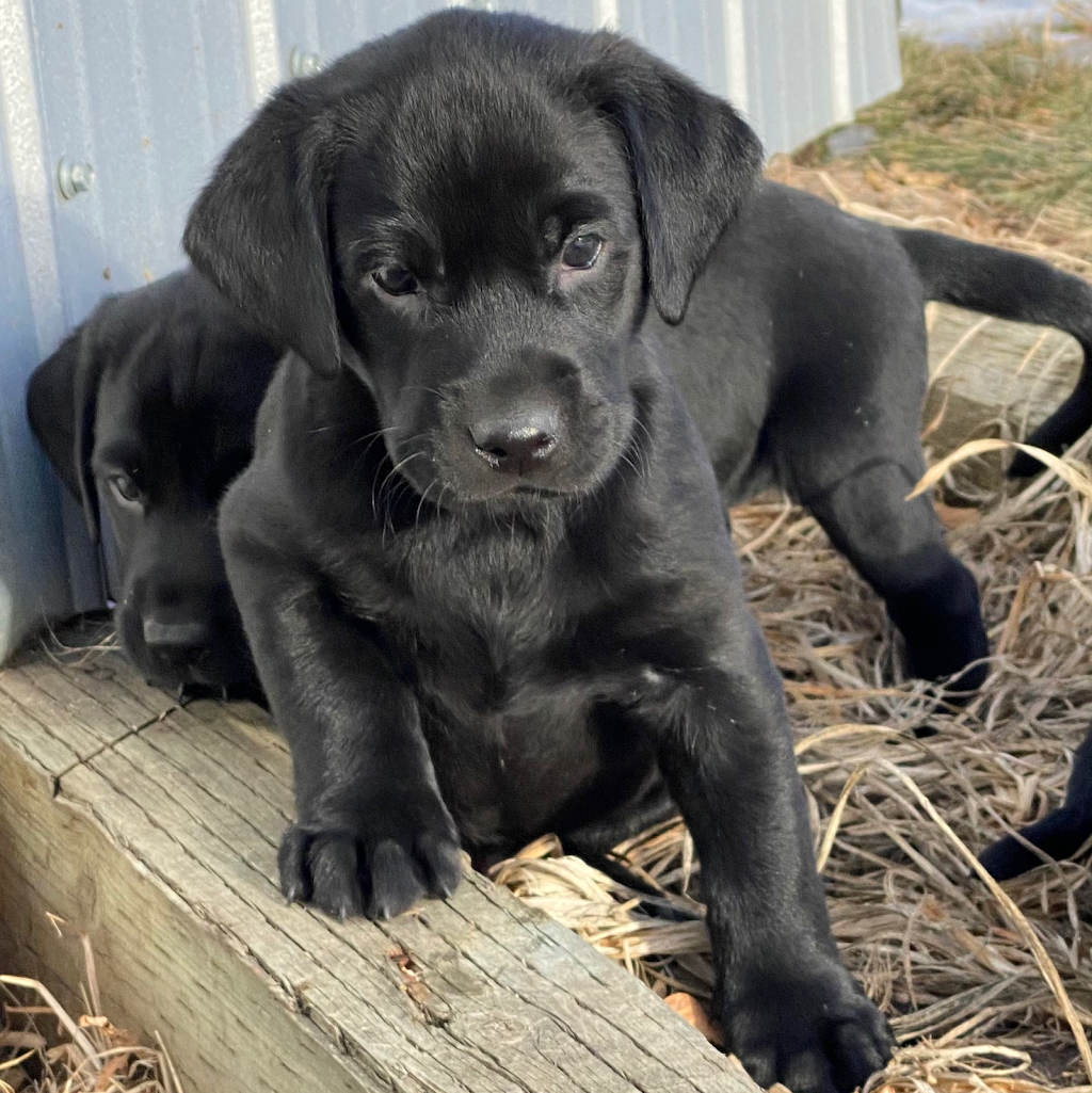 Club Mead Labradors | 2021 10 ave, Spruce View, AB T0M 1V0, Canada | Phone: (780) 387-0413