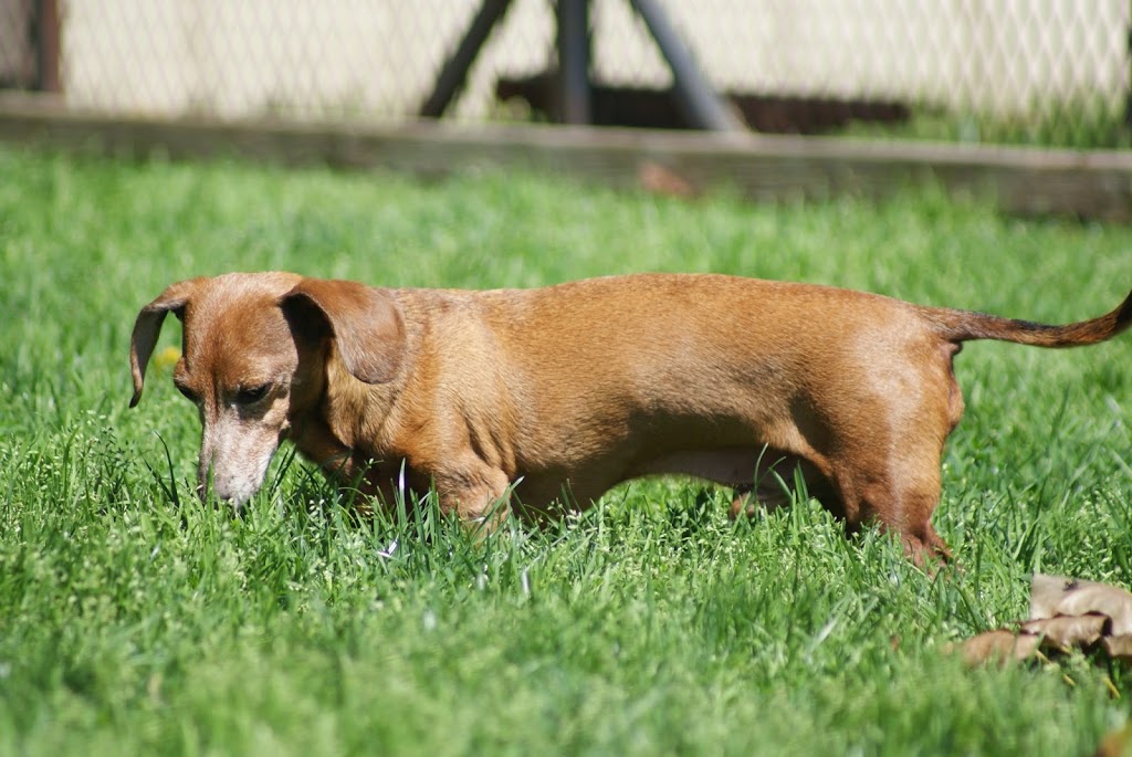 Matthews Kennels | 8540 Franktown Rd, Ashton, ON K0A 1B0, Canada | Phone: (613) 838-2018