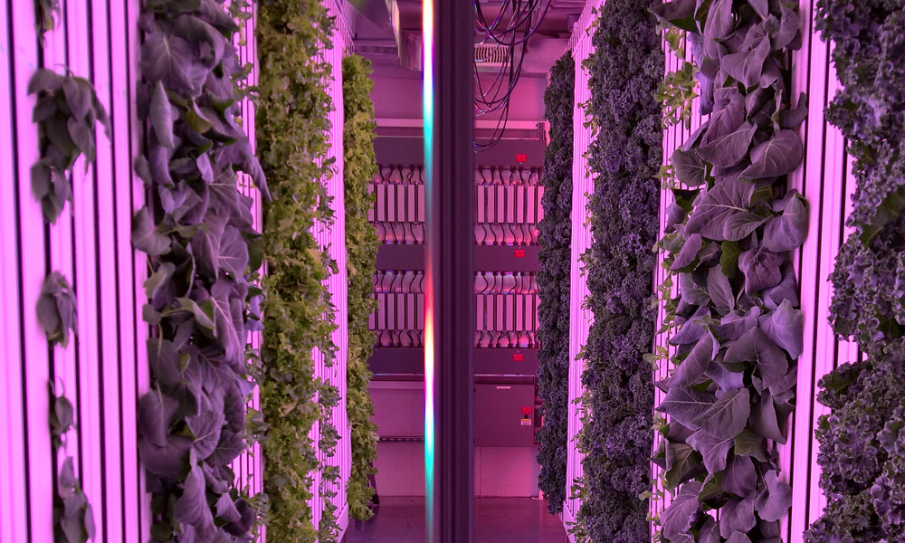 Uprooted Farm | 7445 Wellington County Rd 21, Centre Wellington, ON N0B, Canada, Canada | Phone: (519) 496-0722