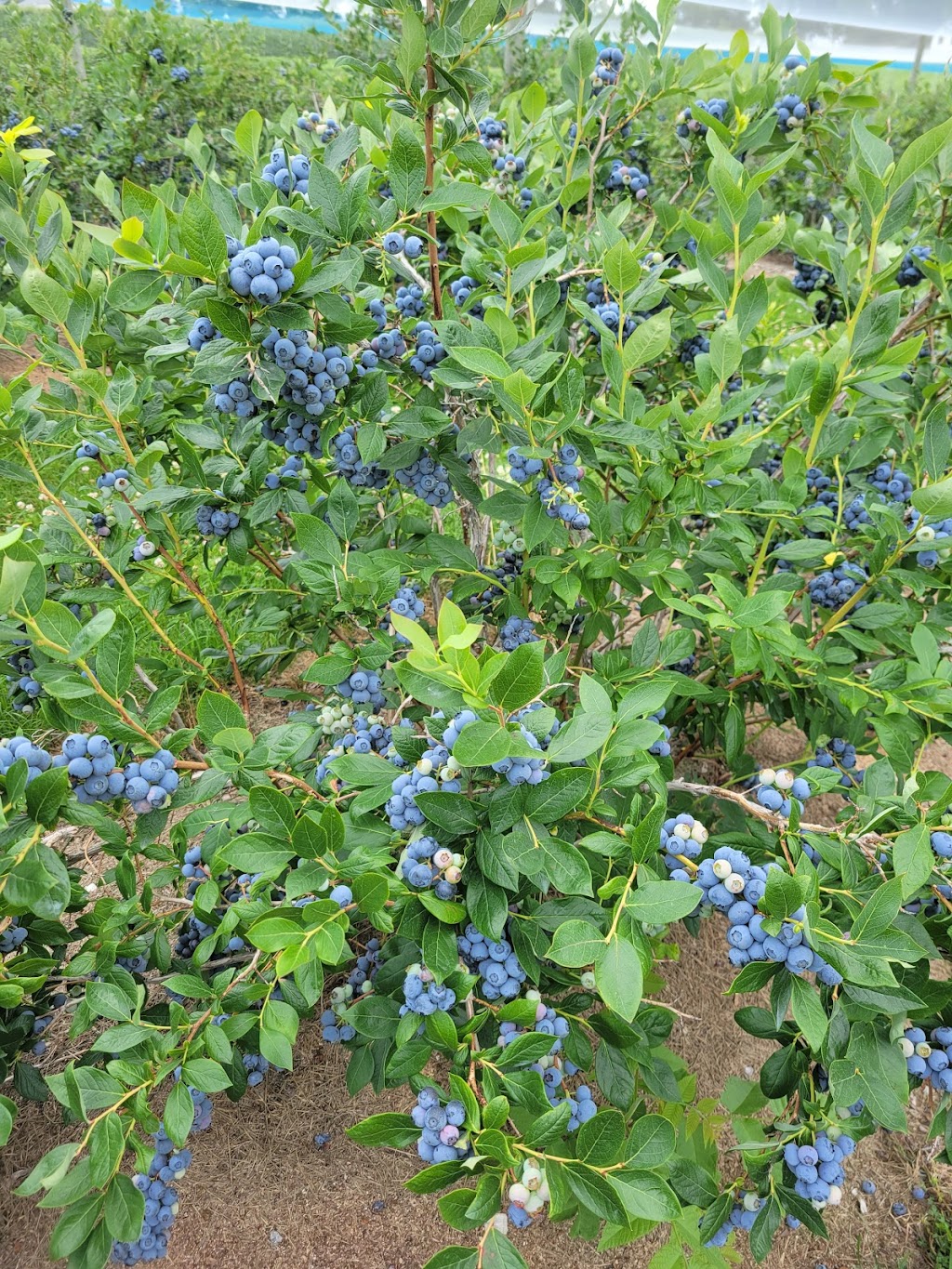 The Blueberry Patch | 2984 County Rd 8, Prince Edward, ON K0K 2T0, Canada | Phone: (613) 476-1309