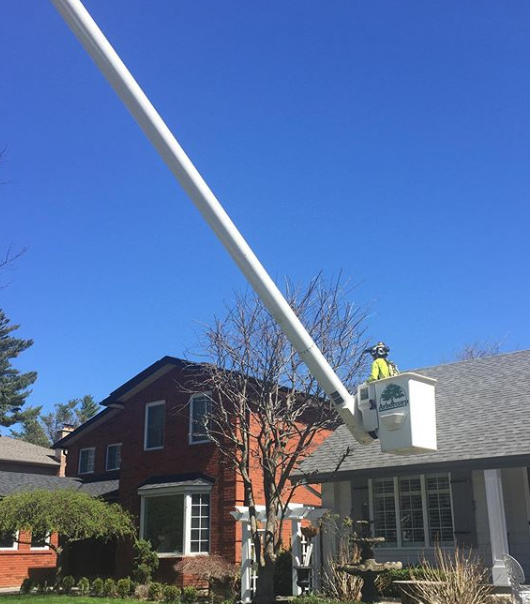 Arborcorp Tree Experts | 251 Third Line, Oakville, ON L6L 4A2, Canada | Phone: (905) 827-9103