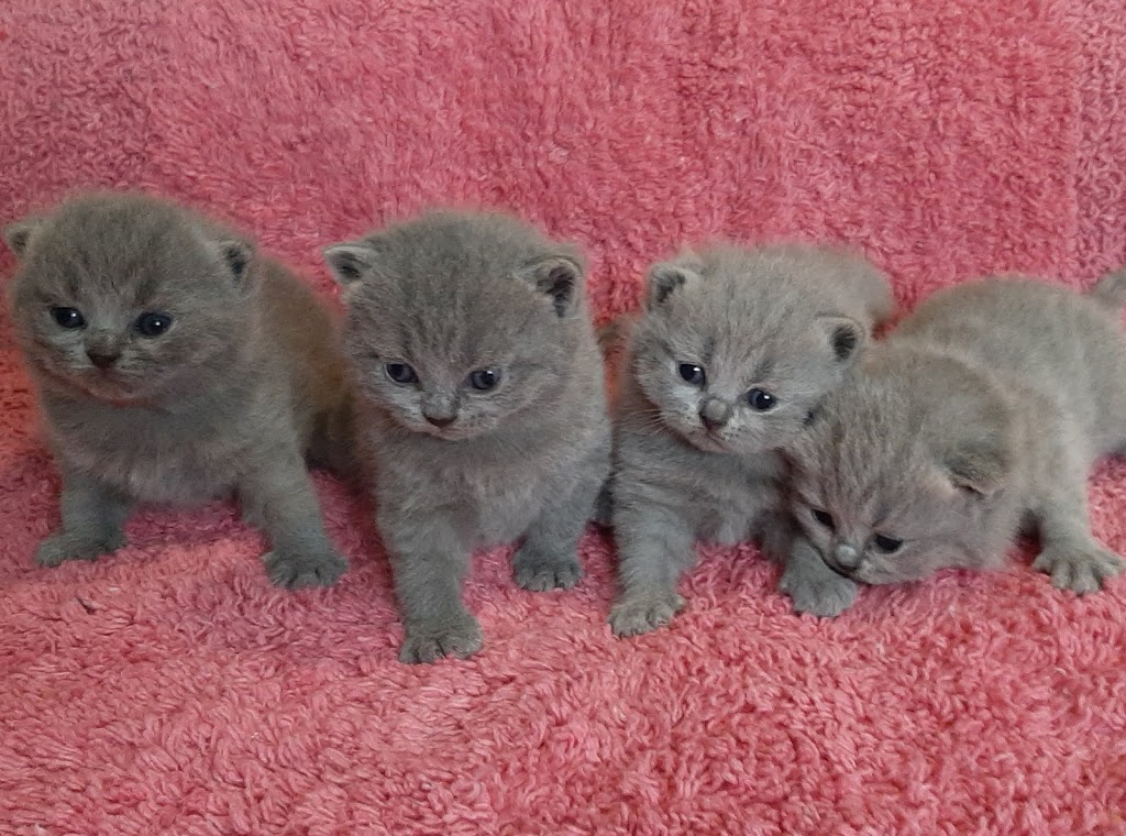 Blubears Cattery | 111 White Ct, Miramichi, NB E1V 1Z8, Canada | Phone: (506) 622-2574