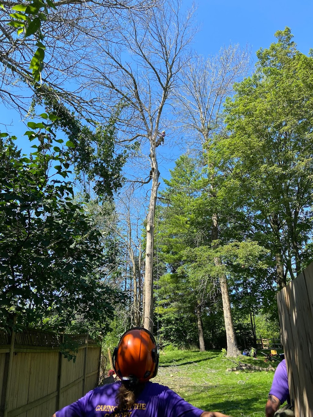 Tree Effects | 51 Felcher Blvd, Whitchurch-Stouffville, ON L4A 3H5, Canada | Phone: (416) 805-5142