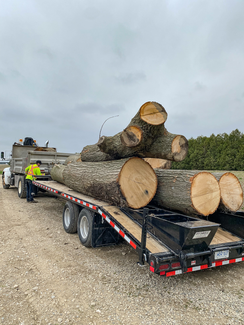 Sequoia Tree Services | 14719 Bayham Dr, Tillsonburg, ON N4G 4G8, Canada | Phone: (519) 852-5323