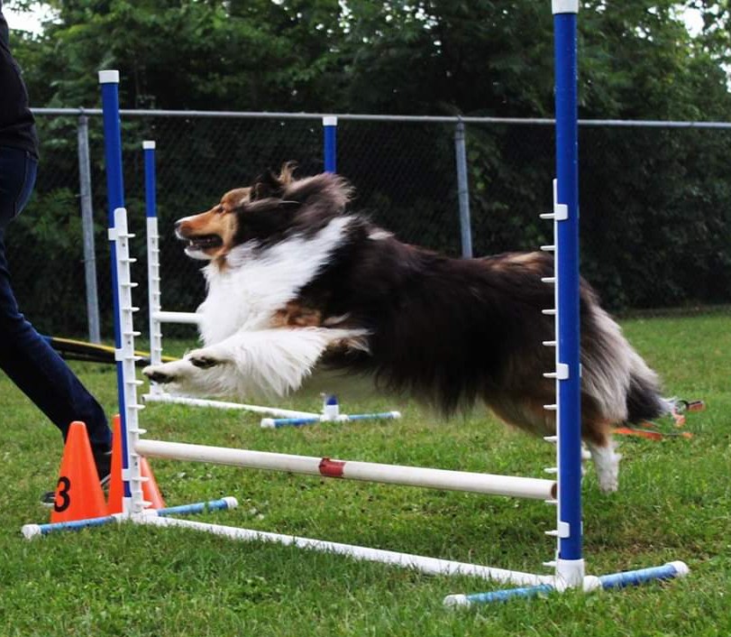 Montessaurus Puppy School | 4424 Victoria Rd S, Puslinch, ON N0B 2J0, Canada | Phone: (519) 829-8408