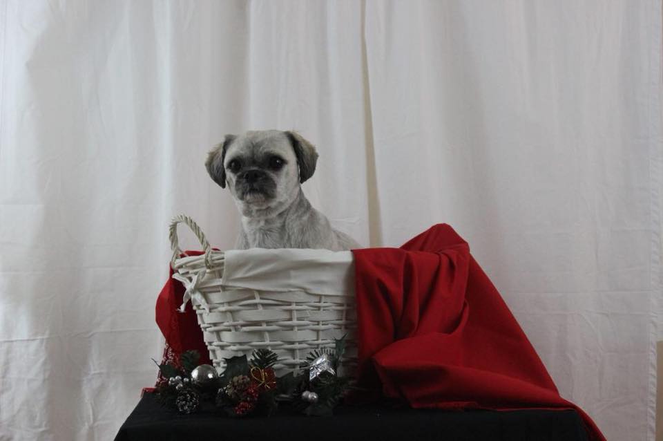 Allpetz Service | 3554 concession #3, Newcastle, ON L1B 1B9, Canada | Phone: (289) 512-0281