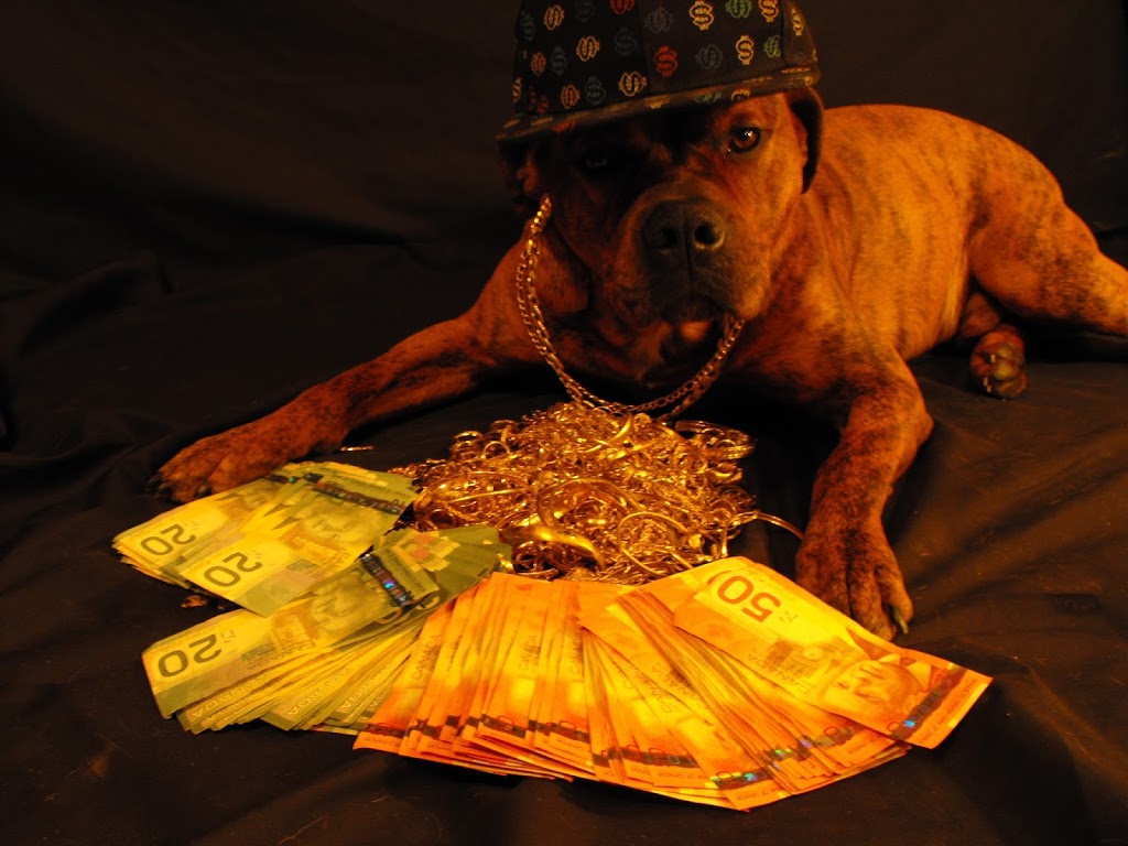 Cash4Less | 264 Bedford Hwy SUITE 100, Halifax, NS B3M 2K7, Canada | Phone: (902) 445-1095