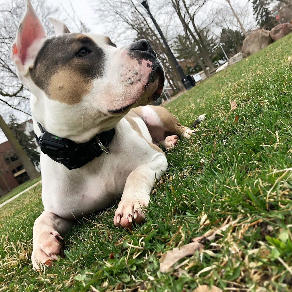 SHIELD K9 - Dog Training | 7272 Gore Rd, Puslinch, ON N0B 2J0, Canada | Phone: (519) 496-5006