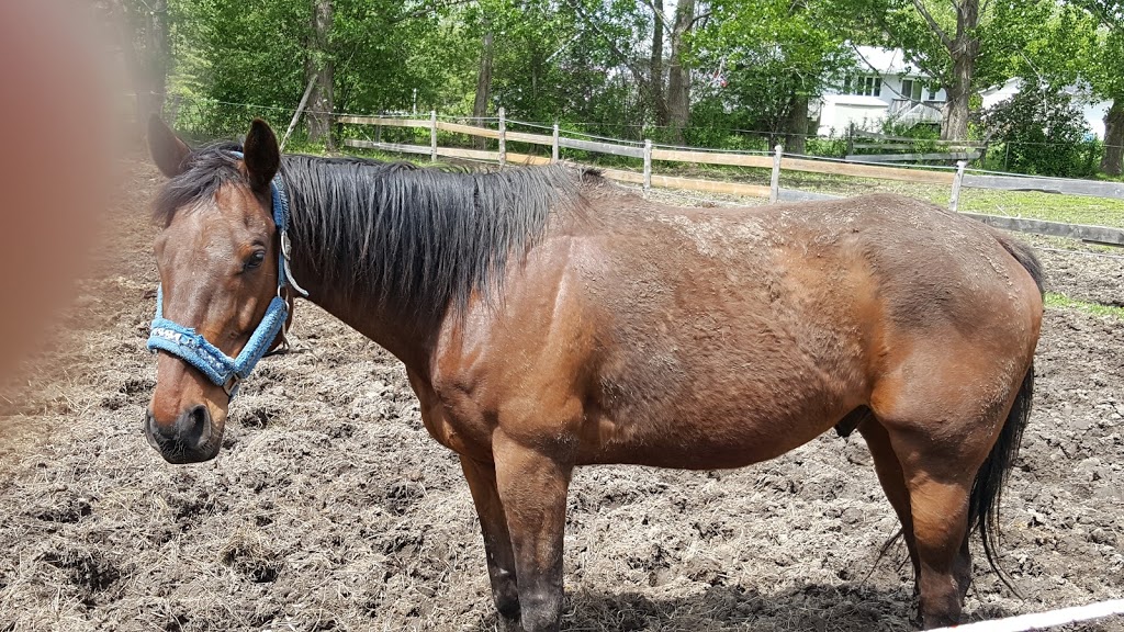 RockNHorse Ranch | 28700 ON-48, Pefferlaw, ON L0E 1N0, Canada | Phone: (905) 960-6989