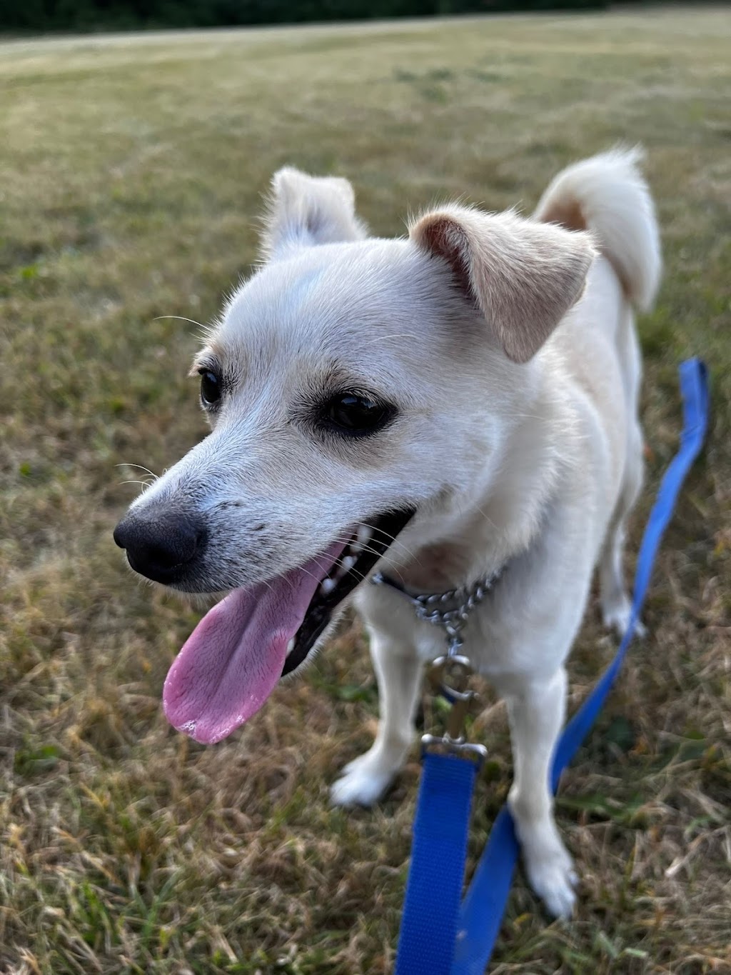 Benridge Canine Services | 24 Pillar Rock Crescent, Markham, ON L6C 3H4, Canada | Phone: (647) 807-8761