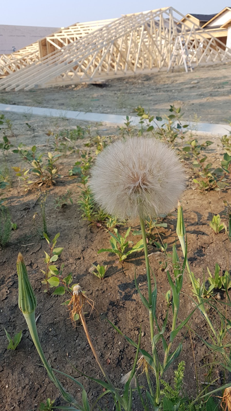 Fireside Bullrush Park | Cochrane, AB T4C 2A3, Canada
