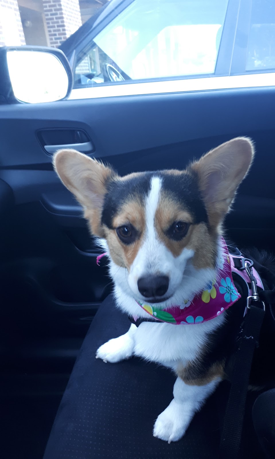 Furfection Dog Spaw ltd | 123, 6820 188 Street, Surrey, BC V4N 3G6, Canada | Phone: (778) 574-7297