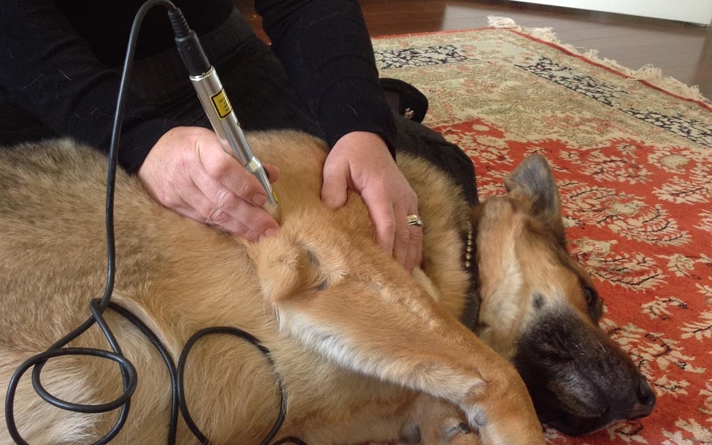 Niagara Canine Conditioning Centre | 5A-188 Bunting Rd, St. Catharines, ON L2M 3Y1, Canada | Phone: (289) 362-5900