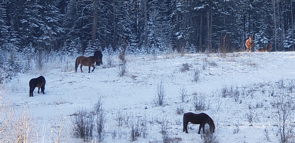 Nordegg Adventures | 4 Stuart St, Nordegg, AB T0M 2H0, Canada | Phone: (877) 907-6071