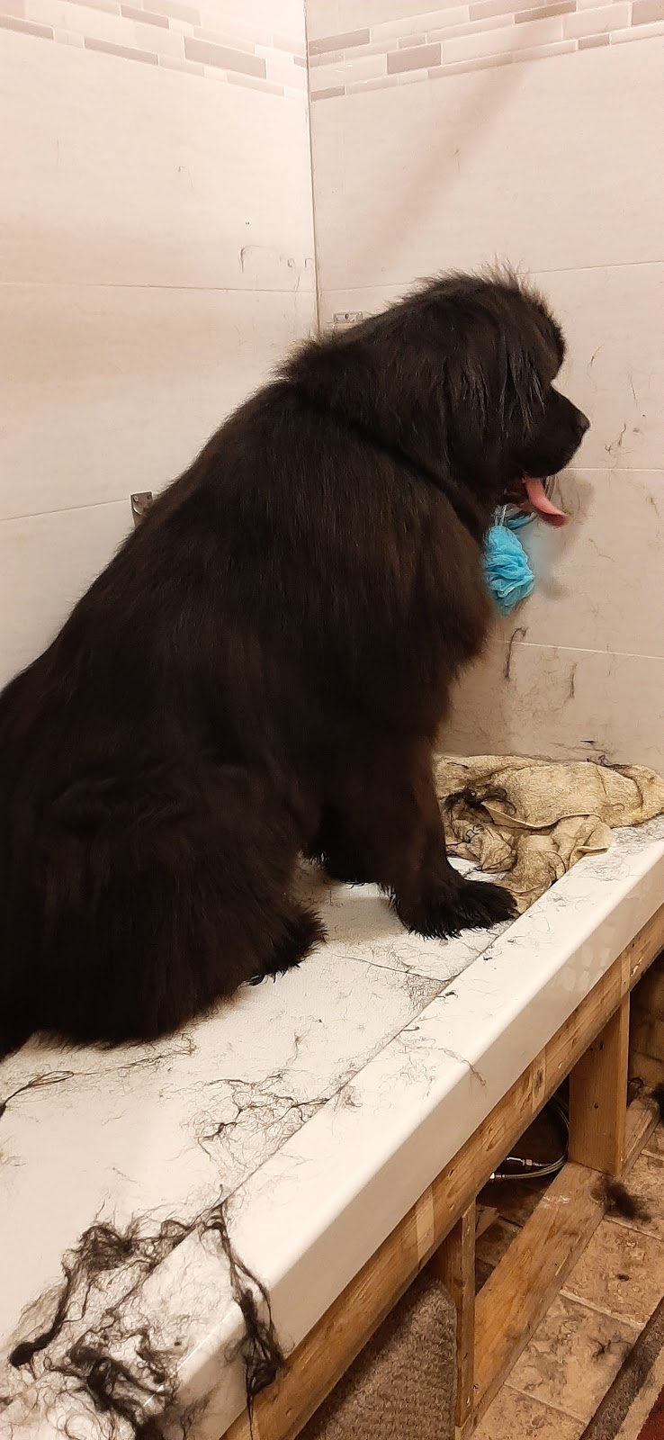 Loves Dogs - Grooming | 2073 High Country Rise, High River, AB T1V 0C9, Canada | Phone: (403) 336-2734