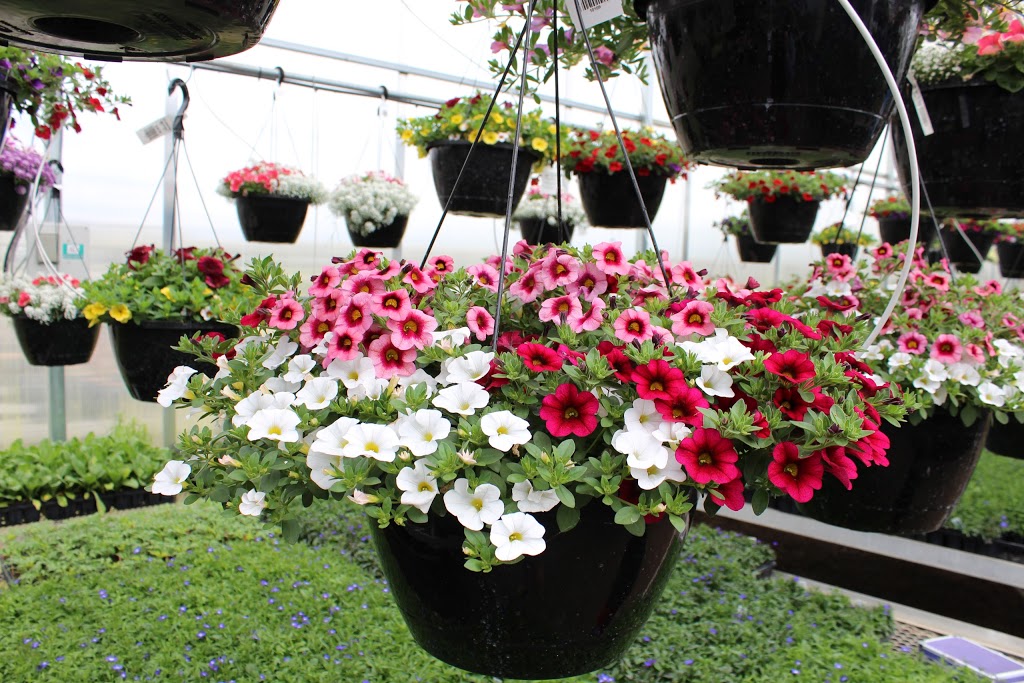 The Big Greenhouse | 27117 Parkland Hwy, Spruce Grove, AB T7X 3M8, Canada | Phone: (780) 960-4769