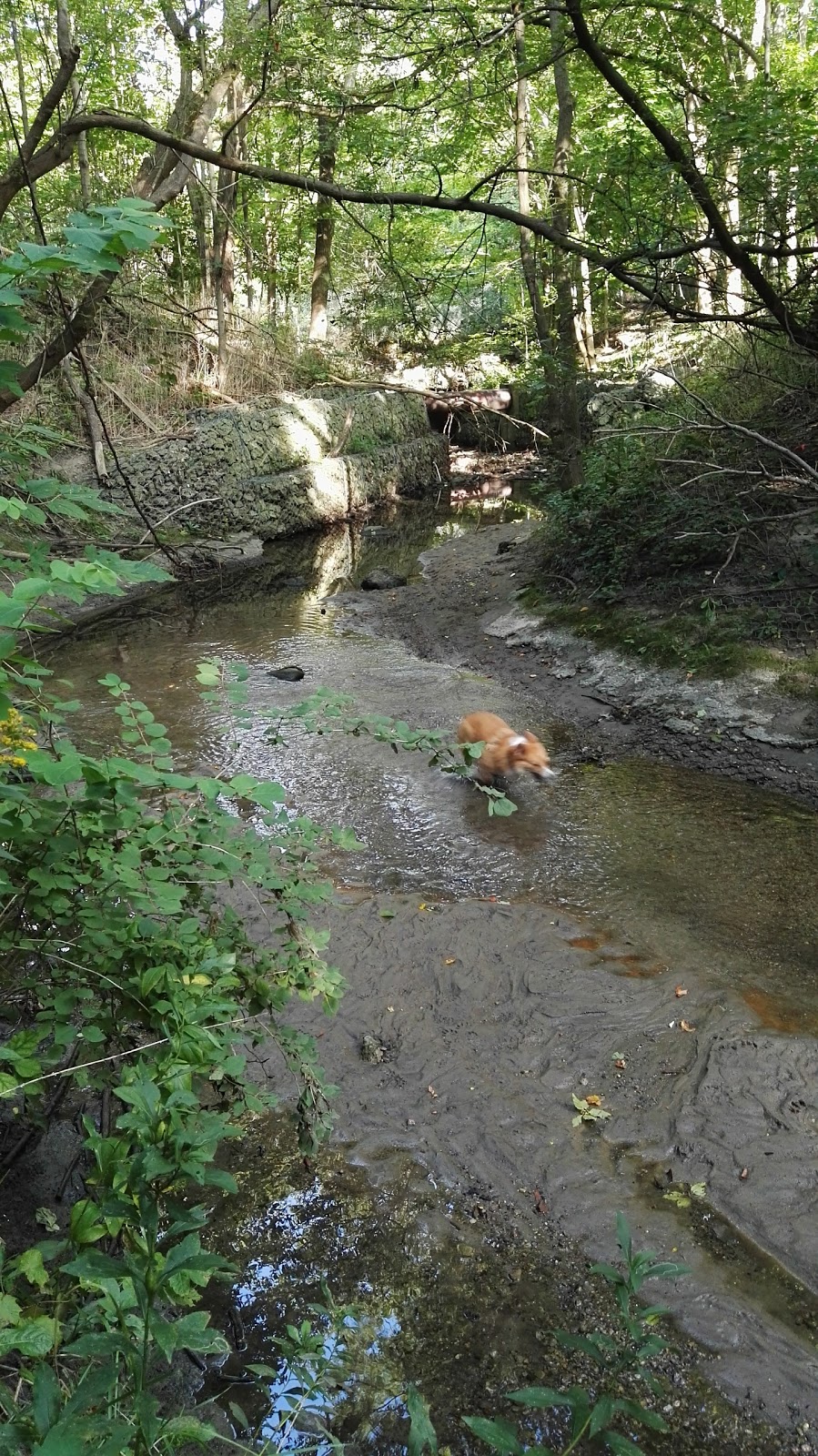 Woodgrove Ravine Park | 1 Woodgrove Dr, Scarborough, ON M1E 3J9, Canada | Phone: (416) 338-4386