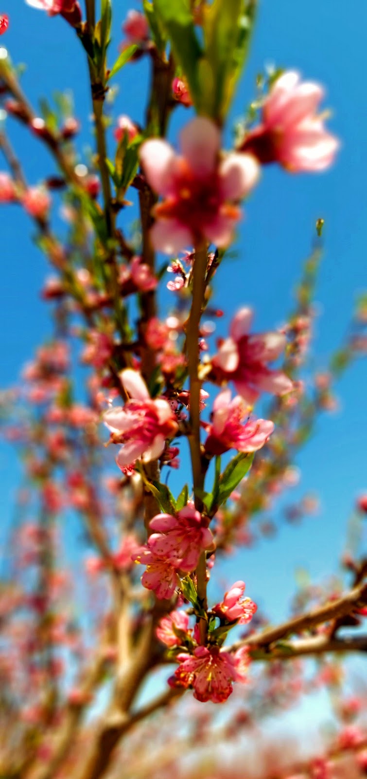 Lakelee Orchards | 4452 Thirteenth St, Jordan Station, ON L0R 1S0, Canada | Phone: (905) 562-4850