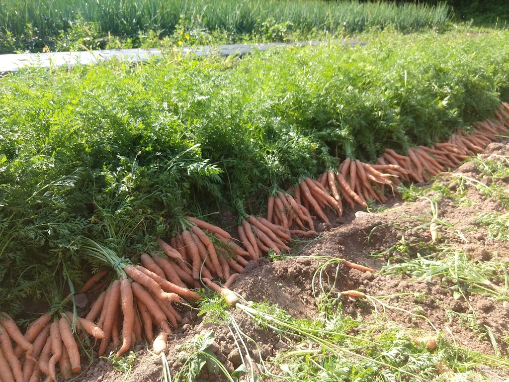 Jemseg River Farm | 260Rte 715, Jemseg, NB E4C 3N4, Canada | Phone: (506) 470-1906