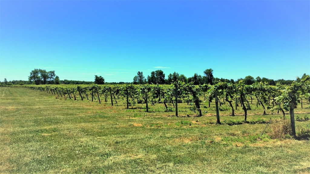 Schulze Vineyards & Winery | 2090 Coomer Rd, Burt, NY 14028, USA | Phone: (716) 778-8090