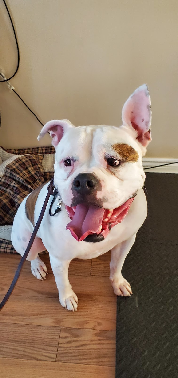 Totos Canine Care | 256 Anne St N, Barrie, ON L4N 4X5, Canada | Phone: (647) 550-9059