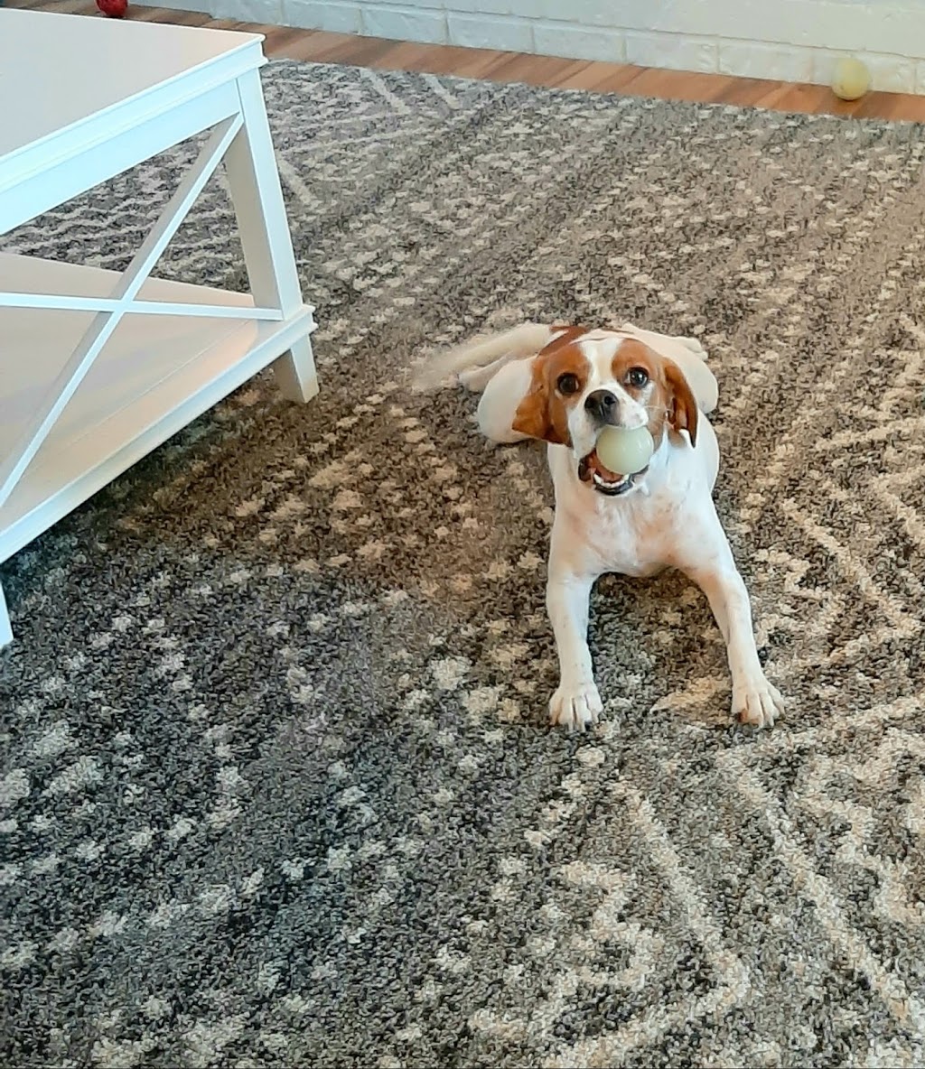 Fur Their Comfort Pet Care | 1845 Suffolk Ave, Port Coquitlam, BC V3B 5G6, Canada | Phone: (604) 377-0562
