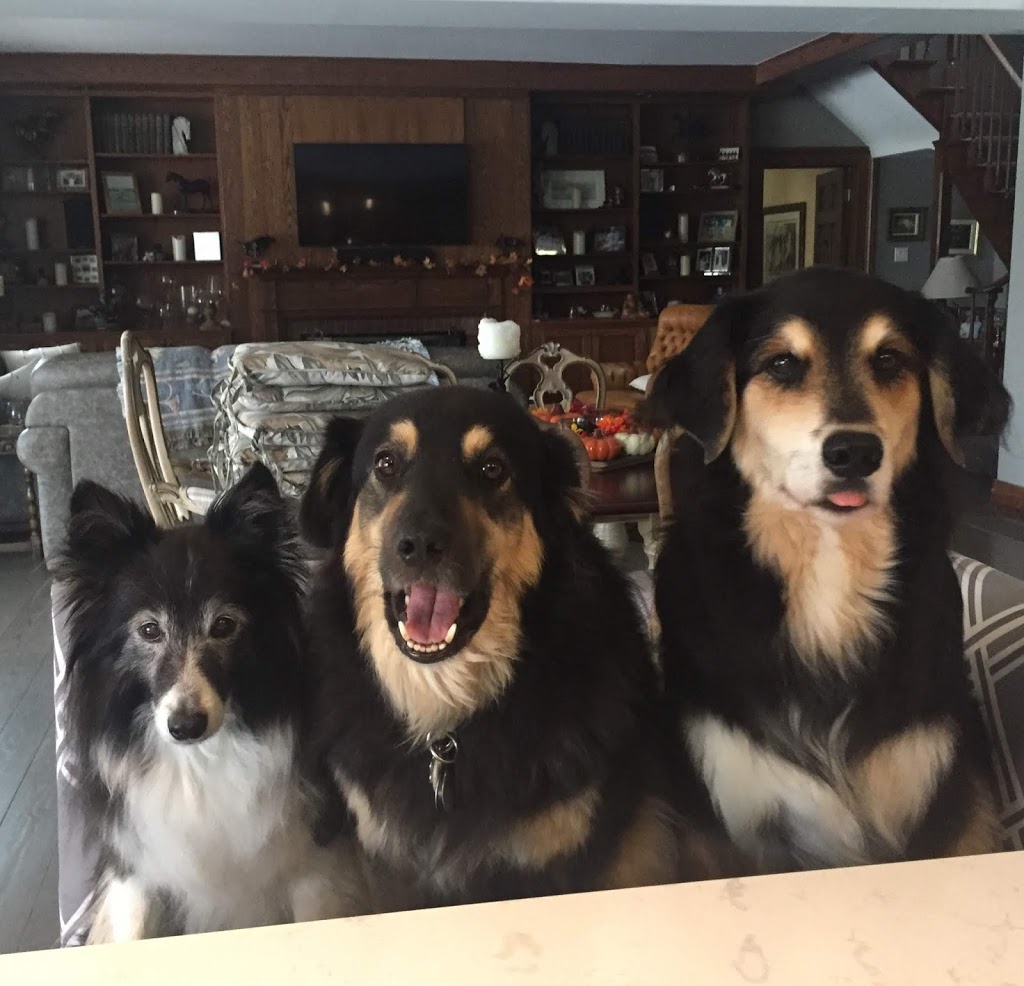 Golf Glen Veterinary Clinic | 15570 Yonge St, Aurora, ON L4G 1P2, Canada | Phone: (905) 727-3003