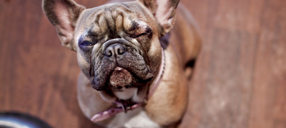 Pet Food N More | 9100 Blundell Rd #300, Richmond, BC V6Y 2N9, Canada | Phone: (604) 244-9984