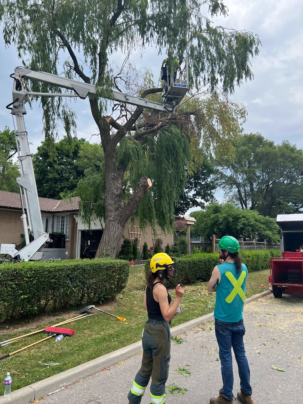 Anderstone Tree Service | 16656 Mississauga Rd, Terra Cotta, ON L7K 1L9, Canada | Phone: (416) 476-4269