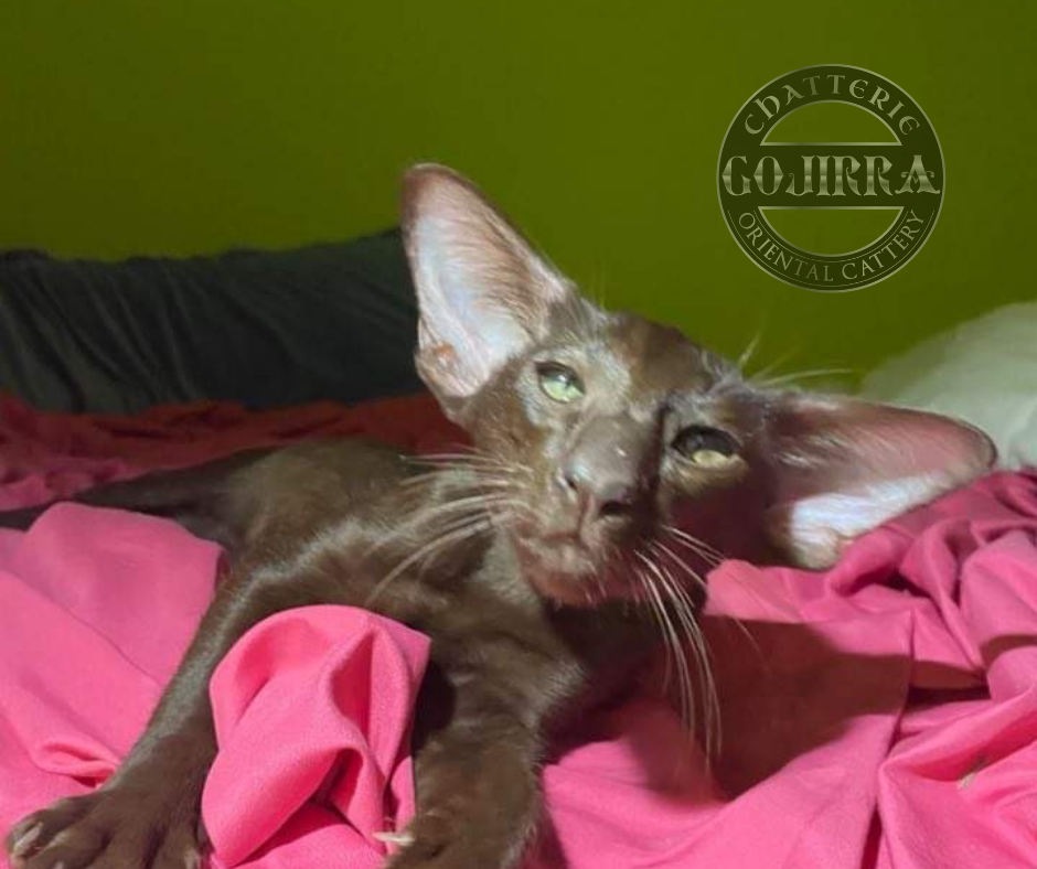 Élevage de chats Oriental - Chatterie Gojirra | 100 Rue Saint Hilaire, Trois-Rivières, QC G8V 2J8, Canada | Phone: (514) 242-6484