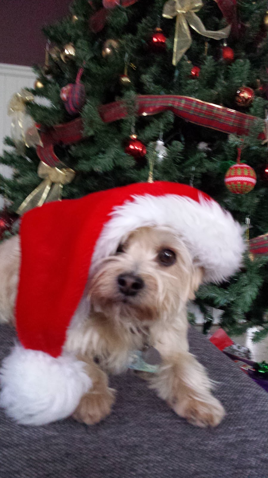 Country Cuts n Kennel | 517 Pefferlaw Rd, Pefferlaw, ON L0E 1N0, Canada | Phone: (705) 437-3923