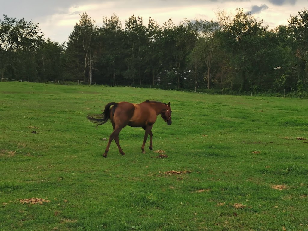 Centre Equestre Des Sables | 571 Chem. des Sables O, Pintendre, QC G6C 1B6, Canada | Phone: (418) 837-7185