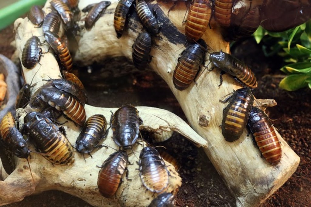New Westminster | Ants ,Bed Bugs,Rat ,Cockroach,Mice Exterminator| Pestzap | 829 13th St, New Westminster, BC V3M 5Z7, Canada | Phone: (778) 875-4770