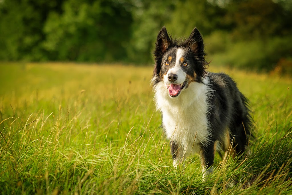 Daily Dog Walking | 90 Edgehill Dr #417, Barrie, ON L4N 7N1, Canada | Phone: (705) 440-6117