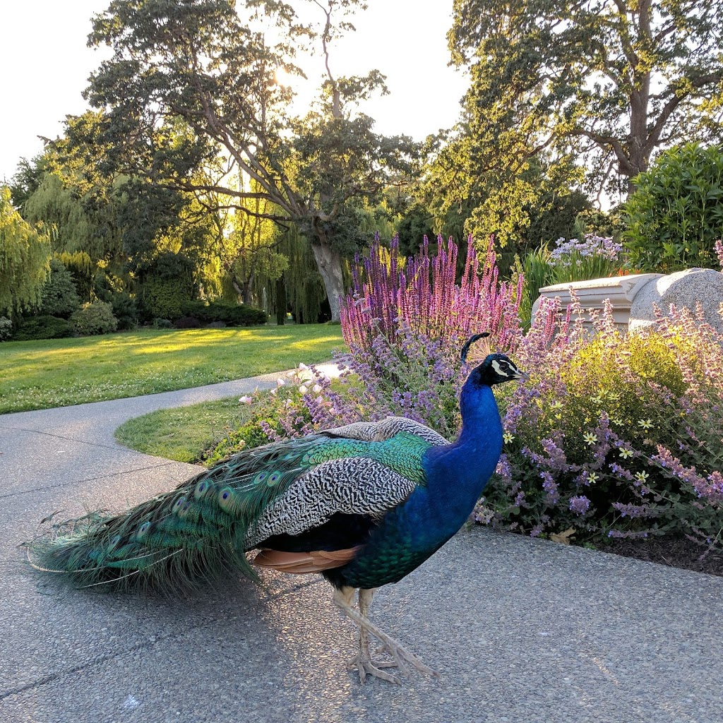Beacon Hill Park | 100 Cook St, Victoria, BC V8V, Canada | Phone: (250) 361-0600