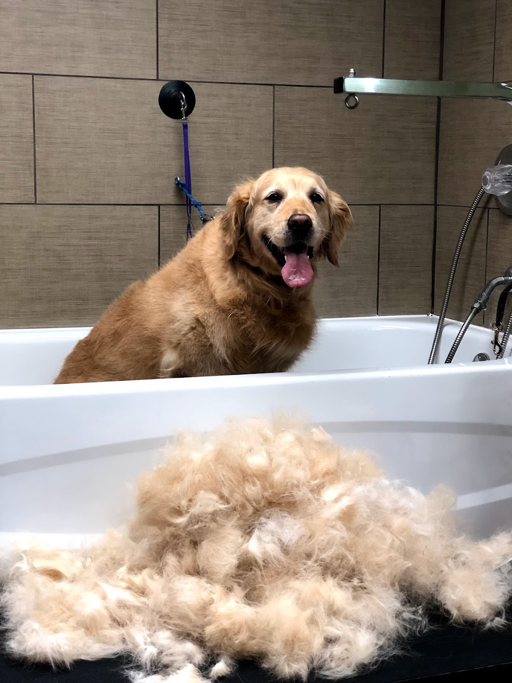 Toilettage canin Au Poil Fou | 1248 Chem. du Fleuve, Les Cèdres, QC J7T 1C3, Canada | Phone: (514) 515-3923