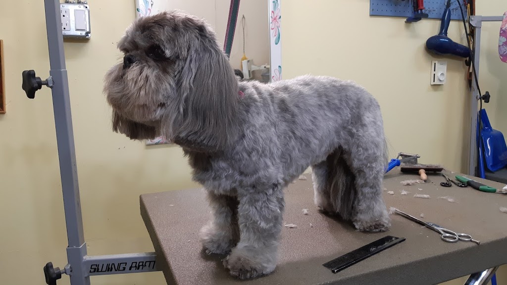 FurBaby Essentials | 131 ON-60, Huntsville, ON P1H 1C2, Canada | Phone: (705) 706-4210