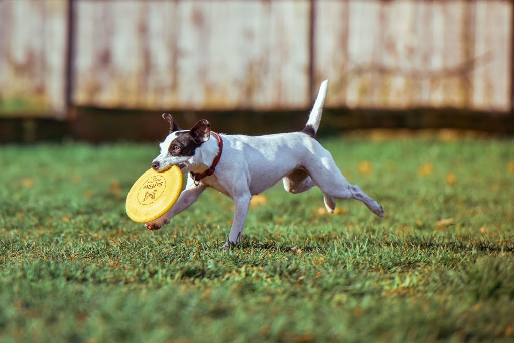 Shelburne Animal Hospital | 105-155 Main St W, Shelburne, ON L9V 3K3, Canada | Phone: (519) 306-0840