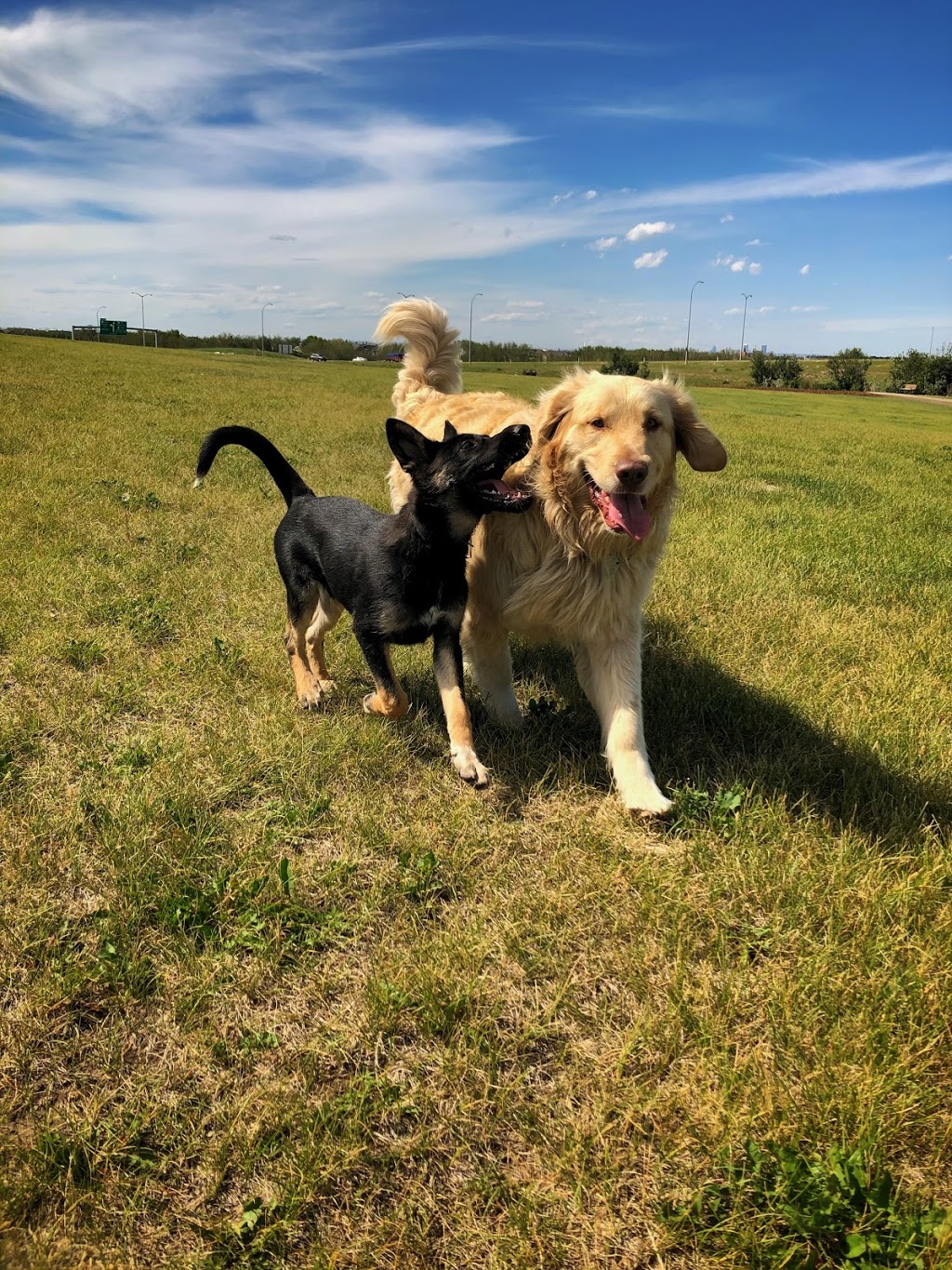 Auburn Bay Dog Park | 252 Auburn Bay Dr SE, Calgary, AB T3M, Canada | Phone: (403) 268-2489