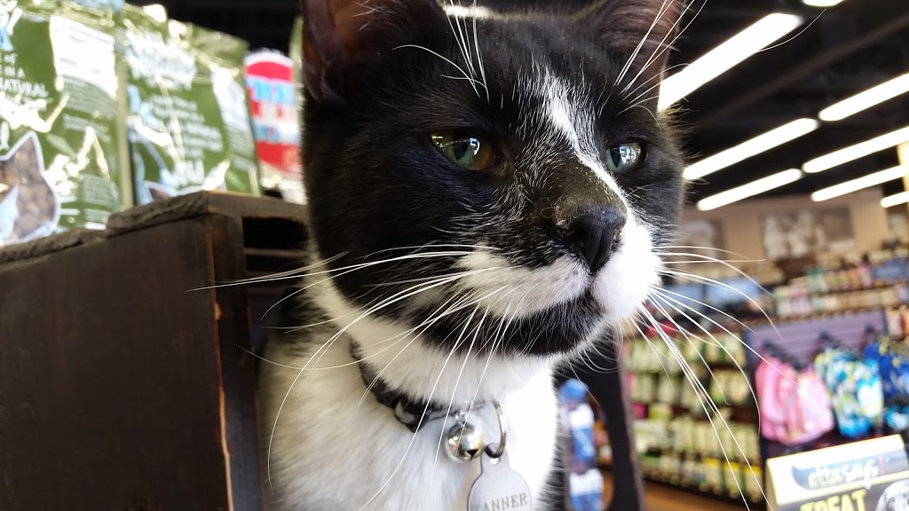 Pet Valu | 2810 Major MacKenzie Dr W, Maple, ON L6A 3L2, Canada | Phone: (905) 303-1172
