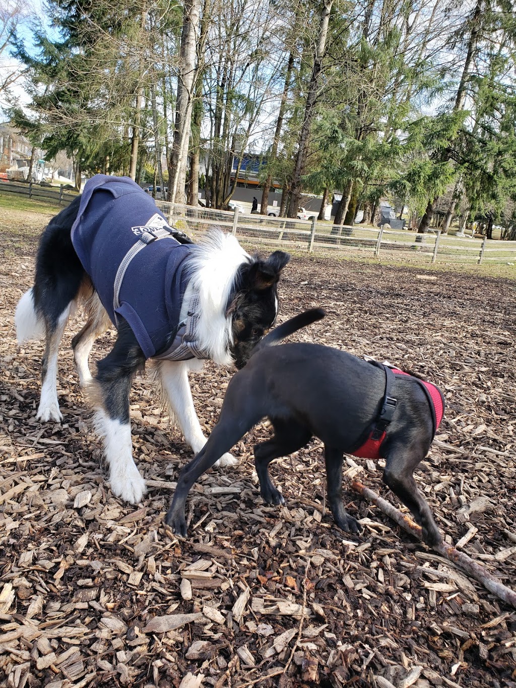 Confederation Park Dog Park | 4598 Penzance Dr, Burnaby, BC V5C, Canada